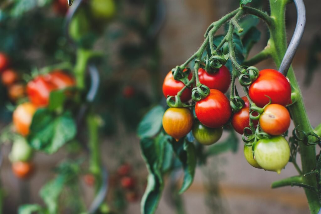 urban-gardening-grown-tomatoes