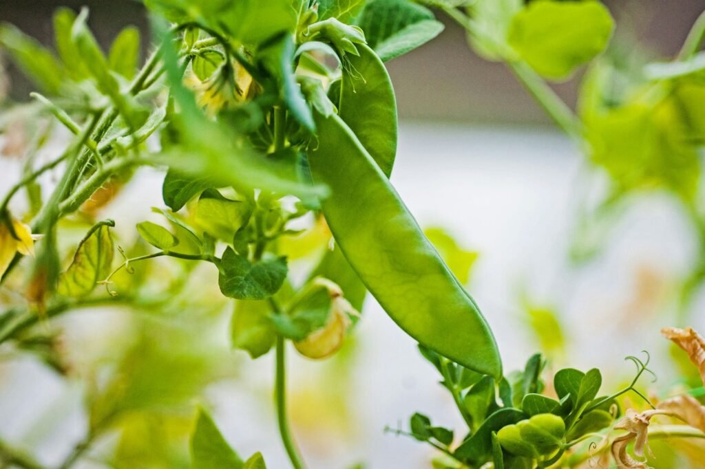 Urban gardening is the practice of growing vegetables, fruit and plants in urban areas, such as schools, backyards or apartment balconies.