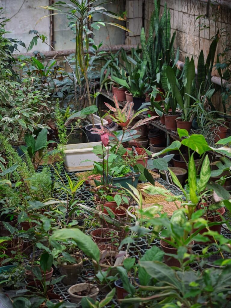 a garden on the roof of a building