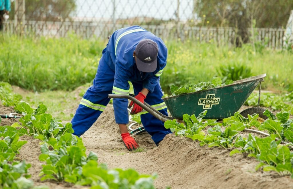 Urban agriculture refers to various practices of cultivating, processing, and distributing food in urban areas.