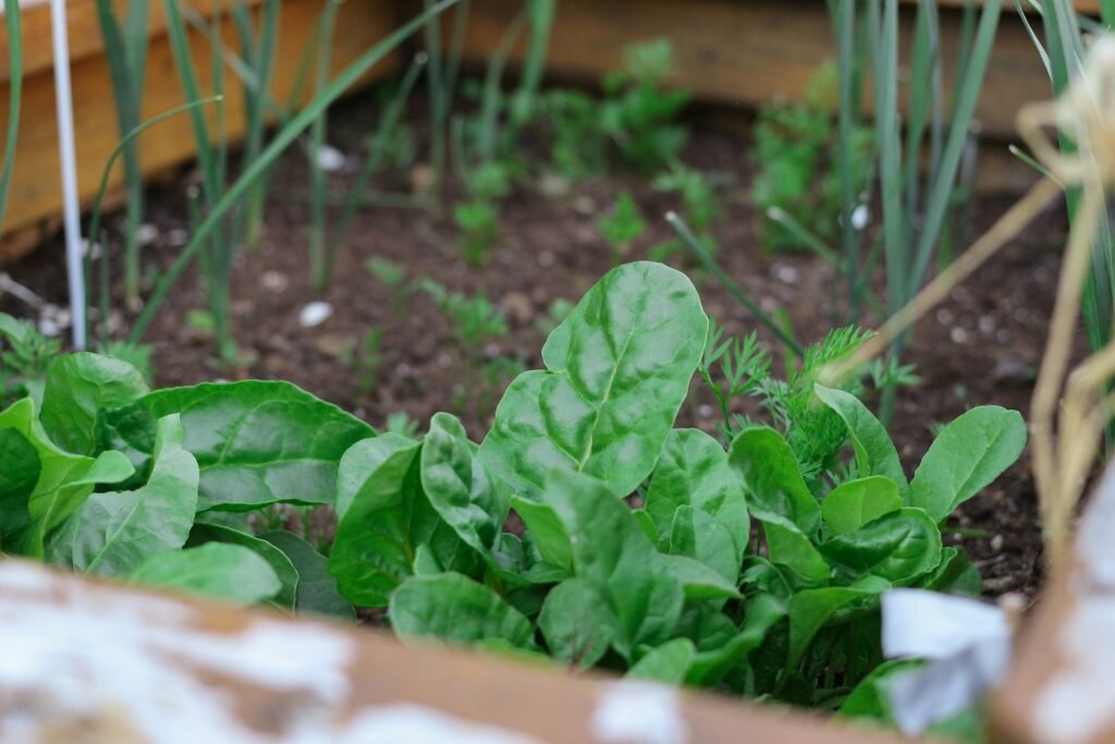 complement the green infrastructure of cities