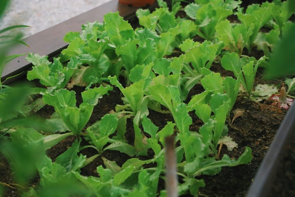 Urban gardening is the practice of growing plants in an urban environment. 