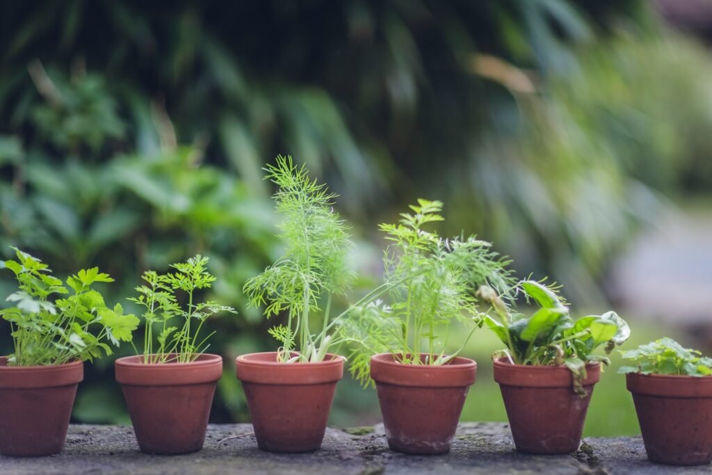 the practice of growing plants in an urban environment