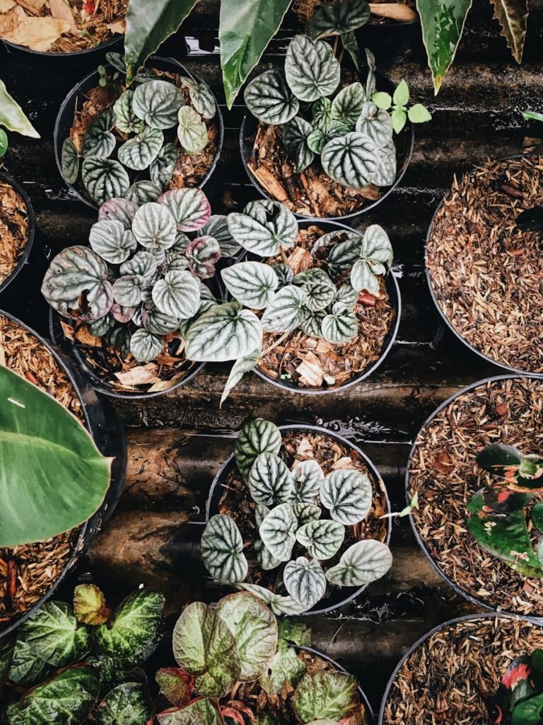 one of the best methods for urban greening