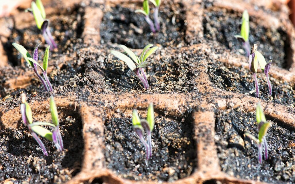 The practice of farming within an urban environment, especially the cultivation of food crops for human consumption and the rearing of animals.