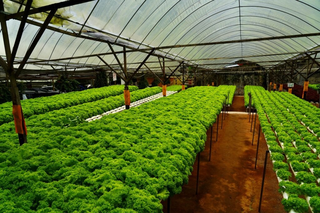 The future of urban agriculture 