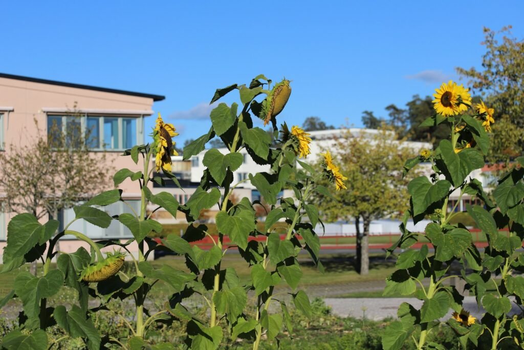 Urban farming is the practice of growing food and raising animals in cities and urban areas. It's also known as urban agriculture.