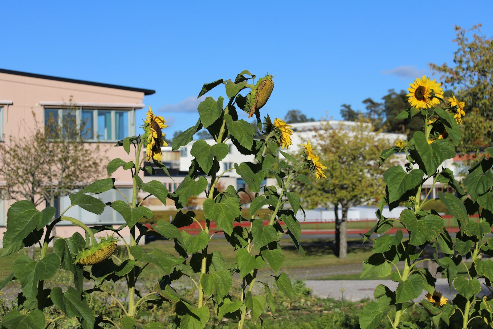 Urban farming is the practice of growing food and raising animals in cities and urban areas. It's also known as urban agriculture.