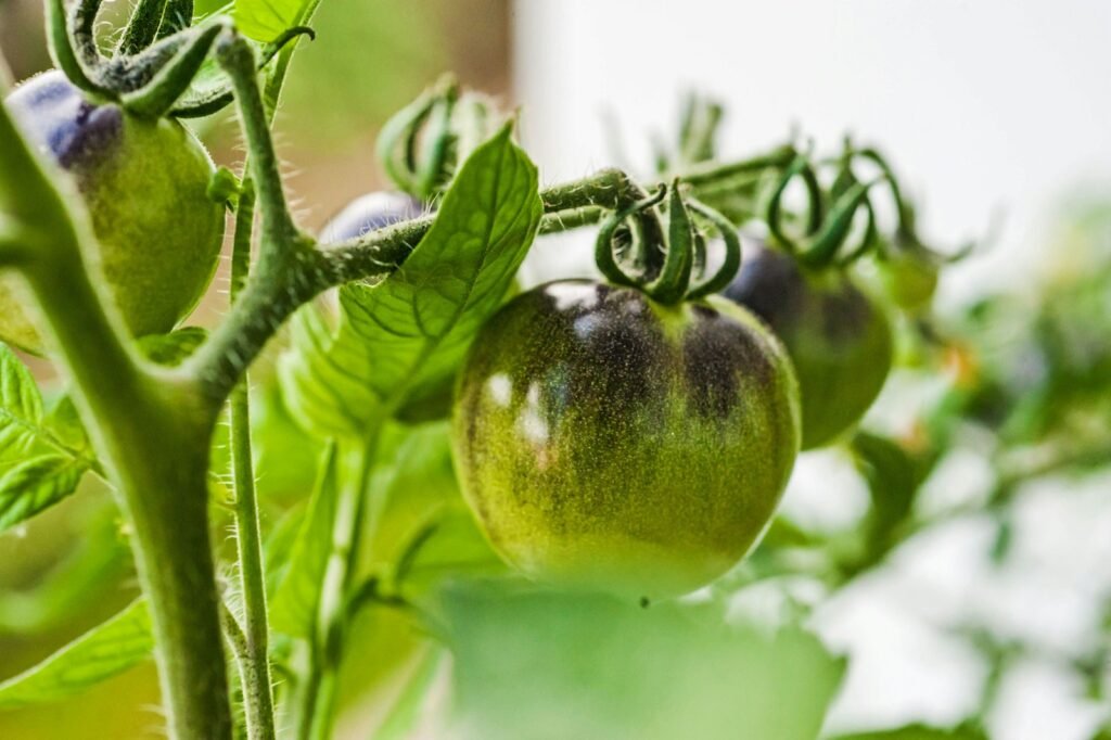 Urban gardening is the practice of growing plants in an urban environment.