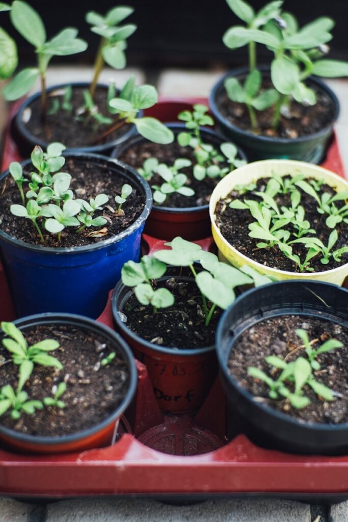 Urban gardening is the practice of growing vegetables, fruit and plants in urban areas, such as schools, backyards or apartment balconies.