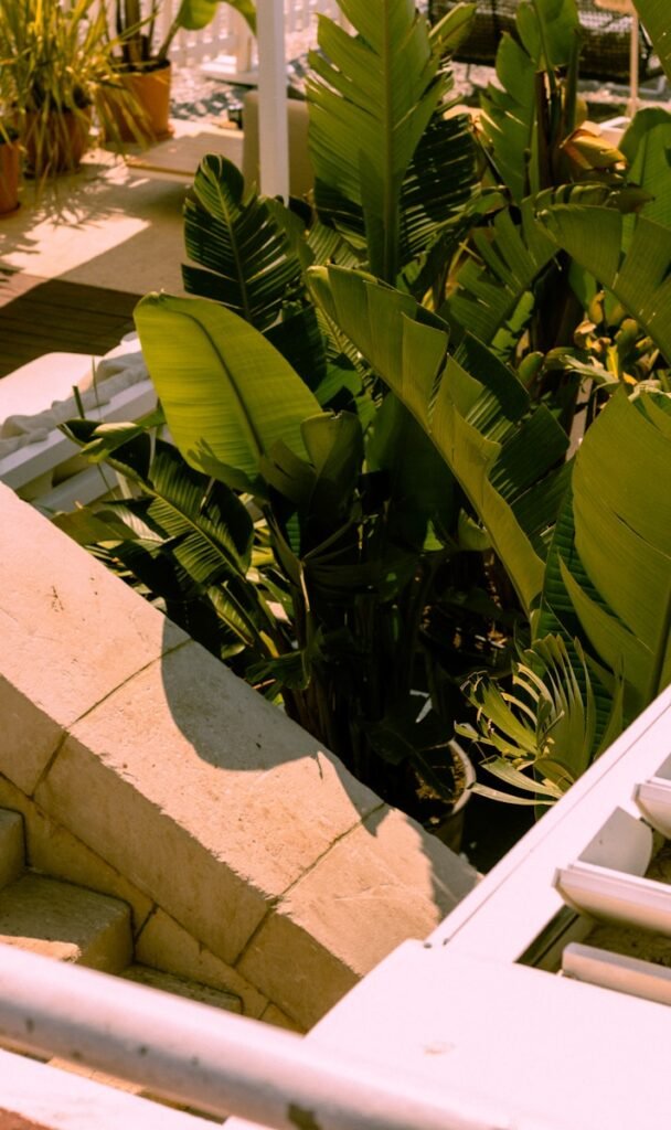 a garden on the rooftop of a building