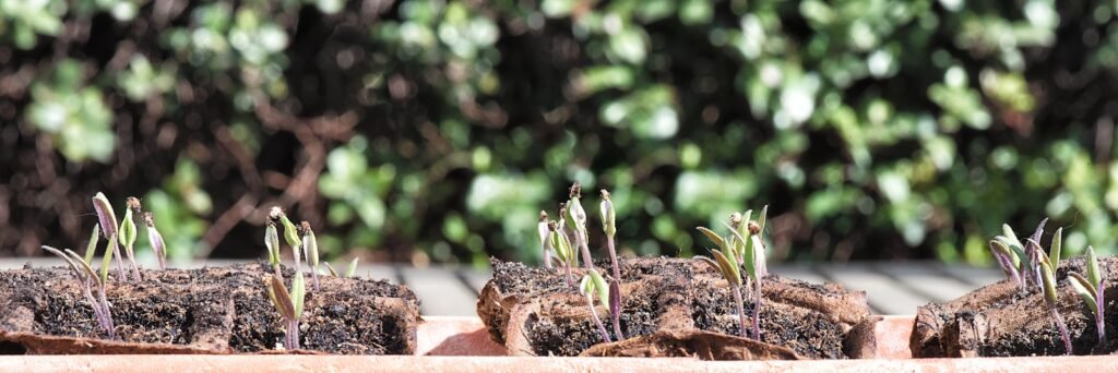 Urban farming is the practice of growing food and raising animals in cities and urban areas. It's also known as urban agriculture.